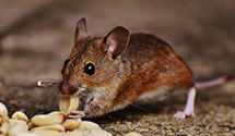 24 Hour & Emergency Exterminators in Jefferson, OR